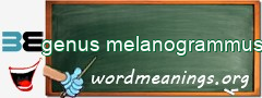 WordMeaning blackboard for genus melanogrammus